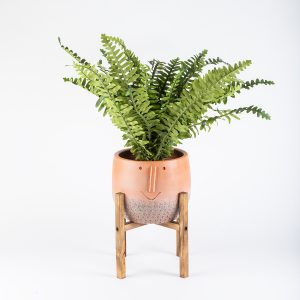 Aura Tombul Naturel Ahşap Standlı 18cm